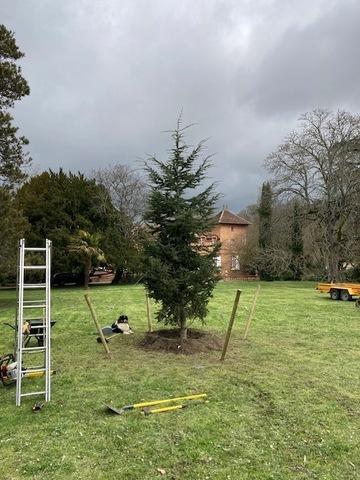 plantation d'arbres à Rieumes